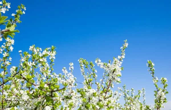 Fiori in primavera — Foto Stock