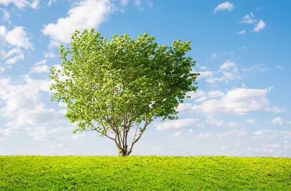 Verde albero primavera paesaggio — Foto Stock