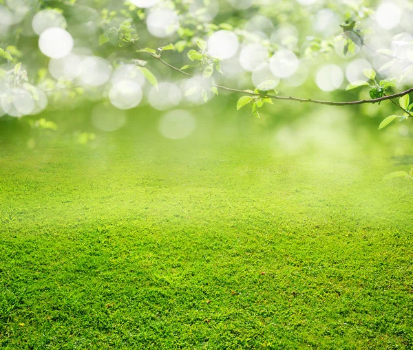 Een groen gras achtergrond — Stockfoto