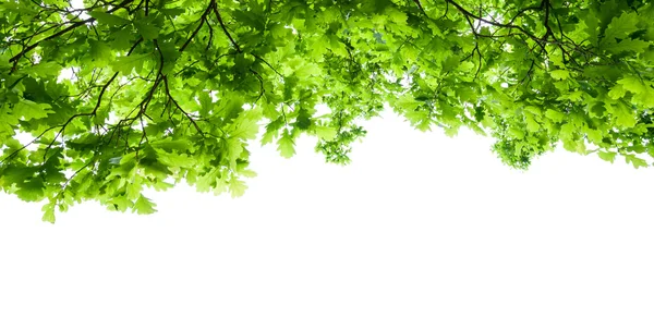 Feuilles d'arbre isolées — Photo