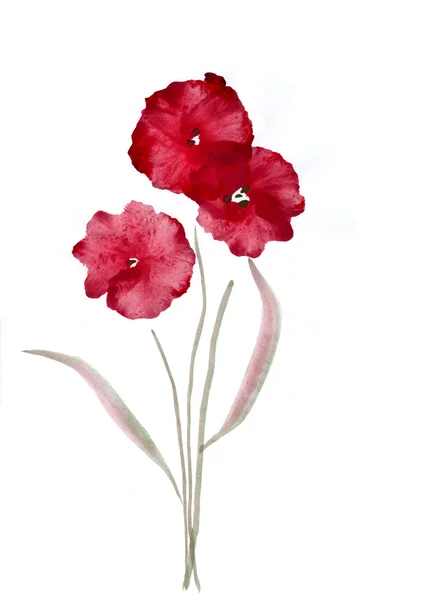 Cute floral background. Watercolor poppies — Stock Photo, Image