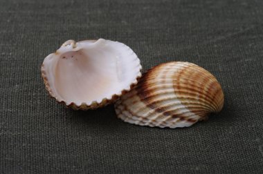 iki romantik kabukları ile natürmort