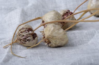 Keten zemin üzerine sarımsak. Sağlık ve vitaminler