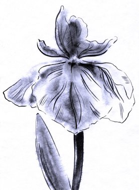 Renkli Sulu Boya arka plan bahar Iris çiçek