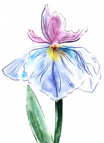 Barevný akvarel zázemí s jarní květina Kosatec — Stock fotografie