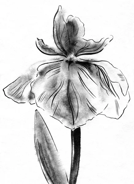 Fondo de acuarela colorido con flor de iris primavera —  Fotos de Stock