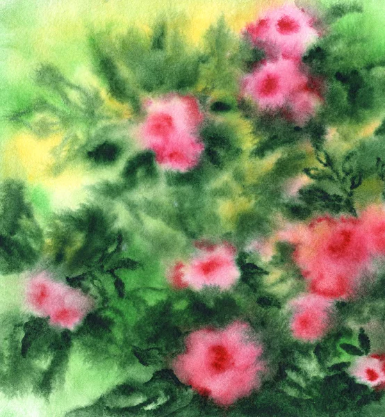 Fundo com flores, aquarela rosa arbusto Fotografias De Stock Royalty-Free