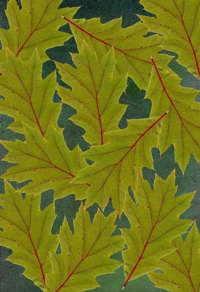 Vintage shabby background with autumn leaves — Stock Photo, Image