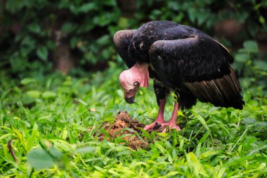 Kara akbaba kırmızı kafa ayakta