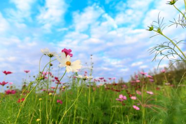 Beyaz ve pembe cosmos çiçek gökyüzü ile sahada
