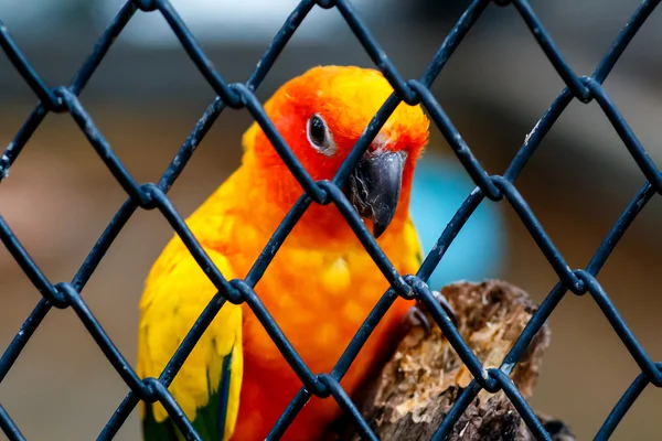 Soleil conure behide cage — Photo