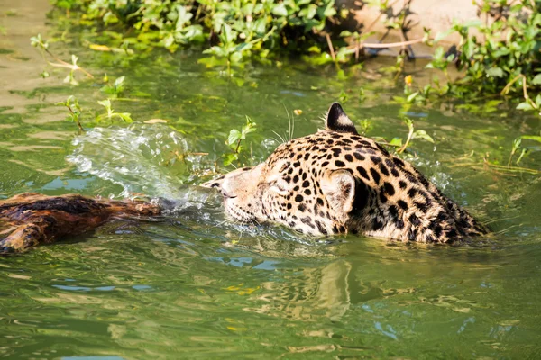 Jaguar laranja nadando — Fotografia de Stock