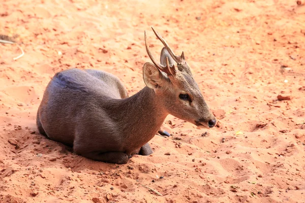 Puesta de ciervos de cerdo marrón — Foto de Stock