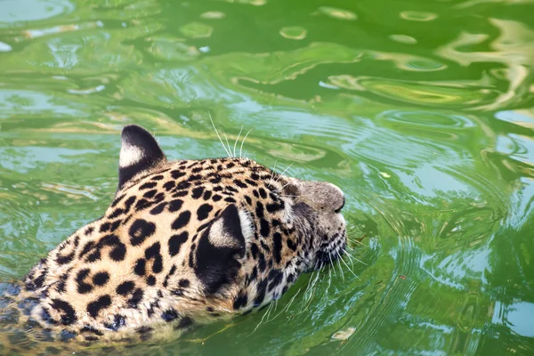 Oranje jaguar zwemmen — Stockfoto