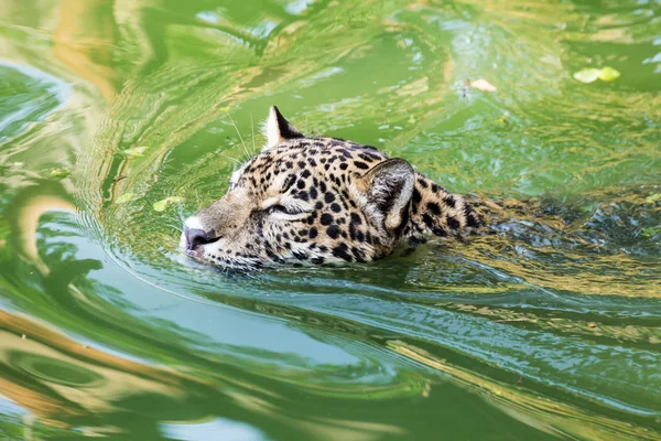 Orange jaguar swimming — Stock Photo, Image