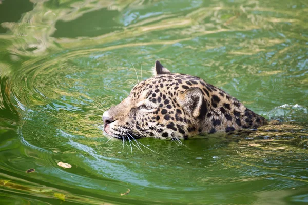 Orange jaguar swimming — Stock Photo, Image