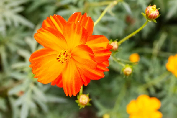 Květina oranžová cosmos na hřišti — Stock fotografie