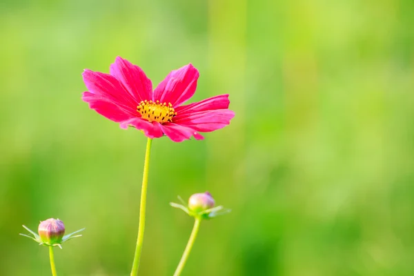 Fleur cosmos rose sur le terrain — Photo