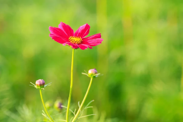 Fleur cosmos rose sur le terrain — Photo