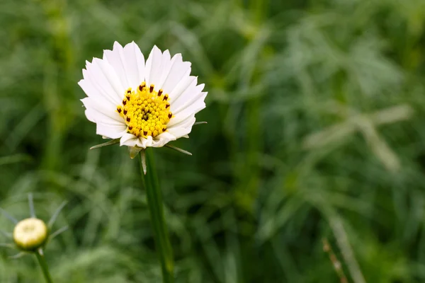Cosmos bílá květina na hřišti — Stock fotografie
