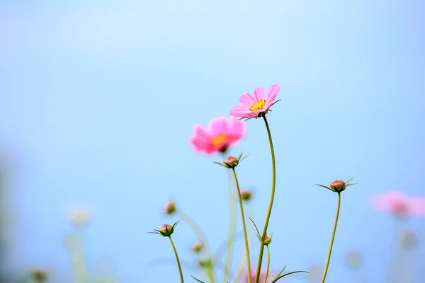Květ růžový cosmos na poli s oblohou — Stock fotografie