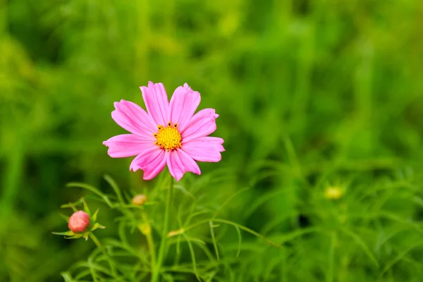 Květ růžový cosmos na hřišti — Stock fotografie