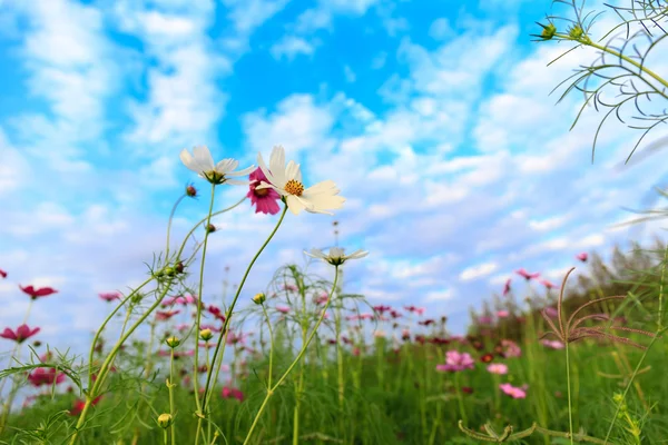 Beyaz ve pembe cosmos çiçek gökyüzü ile sahada — Stok fotoğraf