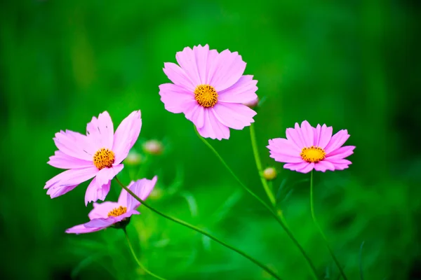 Květ růžový cosmos na hřišti — Stock fotografie