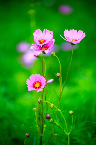 Květ růžový cosmos na hřišti — Stock fotografie