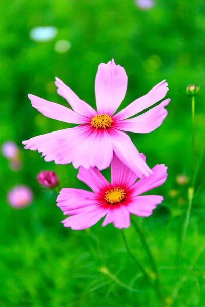 Květ růžový cosmos na hřišti — Stock fotografie