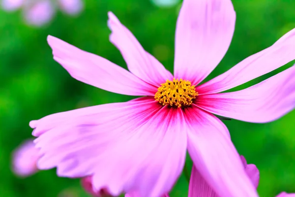 Květ růžový cosmos na hřišti — Stock fotografie