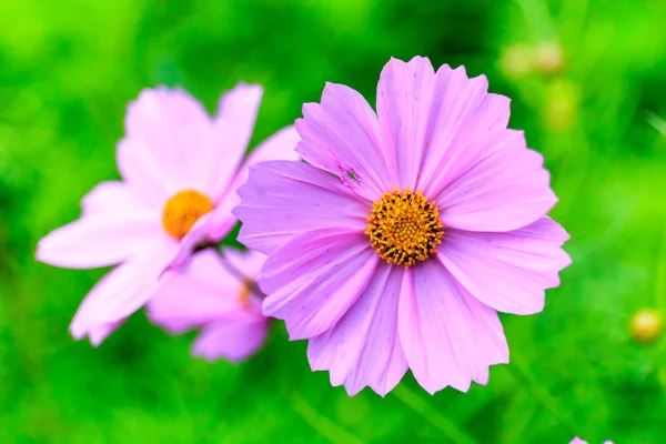 Květ růžový cosmos na hřišti — Stock fotografie