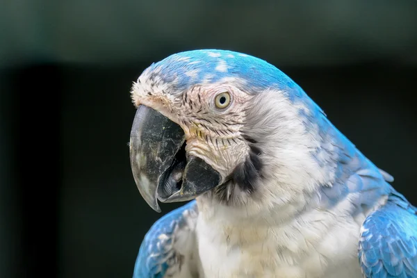 Blue and white macaw close up — Stock Photo, Image