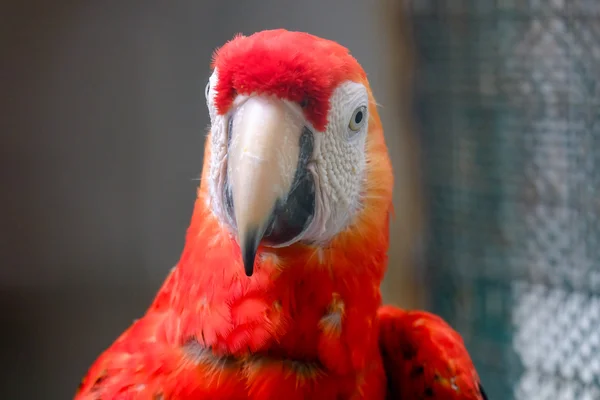Scarlet Amerika papağanı Amerika papağanı yakın çekim — Stok fotoğraf