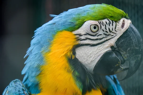 Blue throated macaw close up — Stock Photo, Image