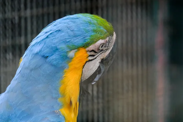 Blue throated macaw close up — Stock Photo, Image