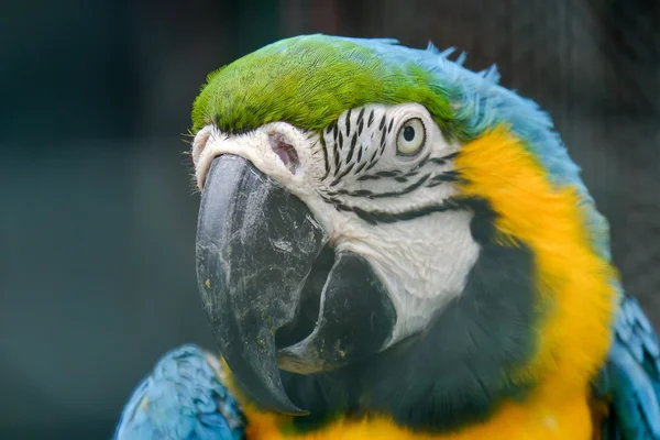 Blue throated macaw close up — Stock Photo, Image