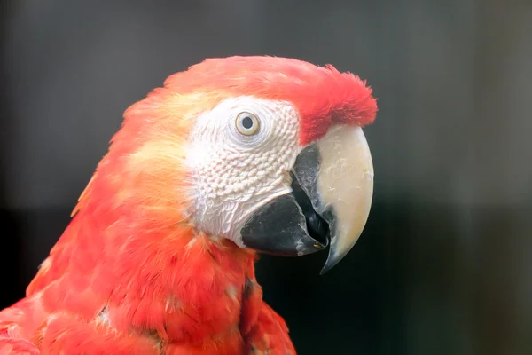 Scarlet macaw macaw close up — Stock Photo, Image