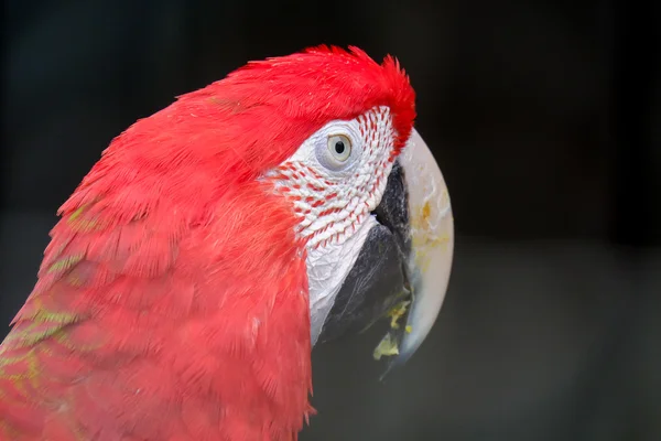 Guacamayo escarlata de cerca —  Fotos de Stock