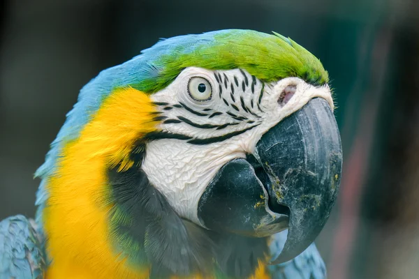 Mavi boğazlı Amerika papağanı yakın çekim — Stok fotoğraf