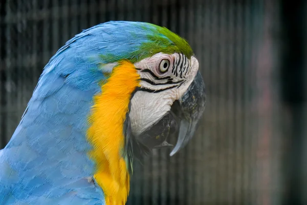Mavi boğazlı Amerika papağanı yakın çekim — Stok fotoğraf