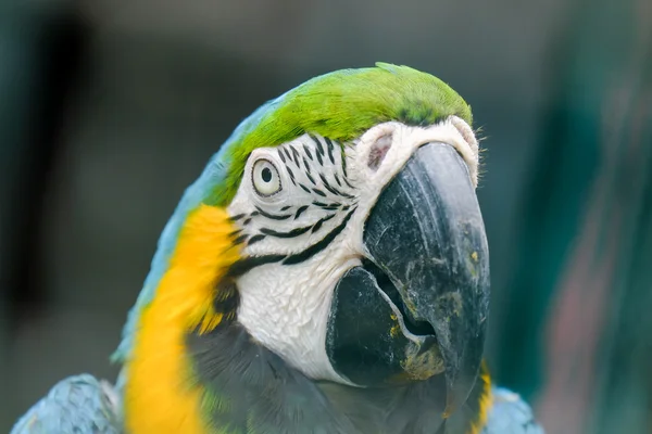 Blue throated macaw close up — Stock Photo, Image