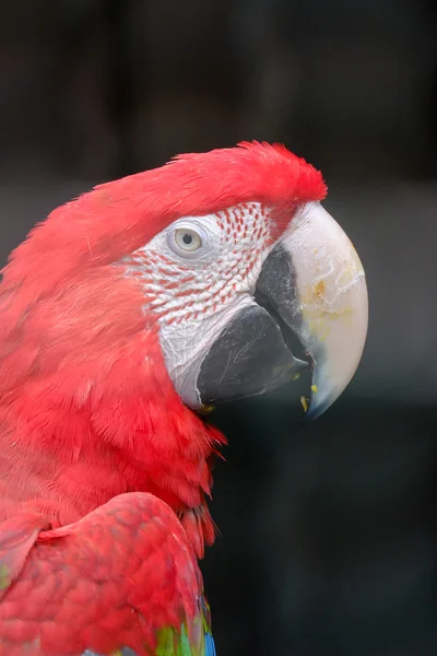 Scarlet macaw macaw close up — Stock Photo, Image