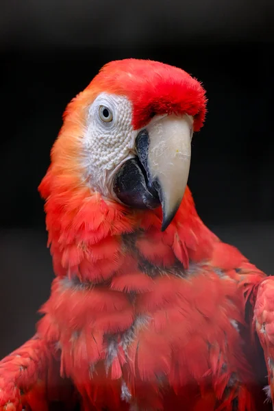 Scarlet Amerika papağanı Amerika papağanı yakın çekim — Stok fotoğraf