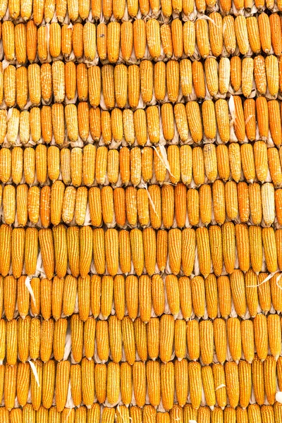 Pilha de espiga de milho amarelo — Fotografia de Stock
