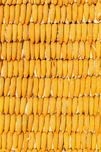 Pilha de espiga de milho amarelo — Fotografia de Stock