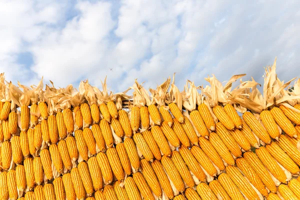 Pilha de espiga de milho amarelo — Fotografia de Stock