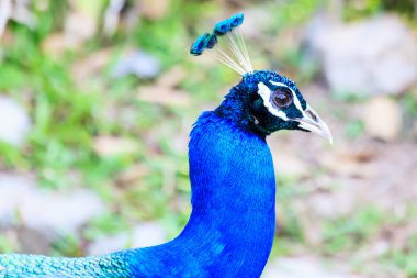 Mavi tüylü tavuskuşu kafa