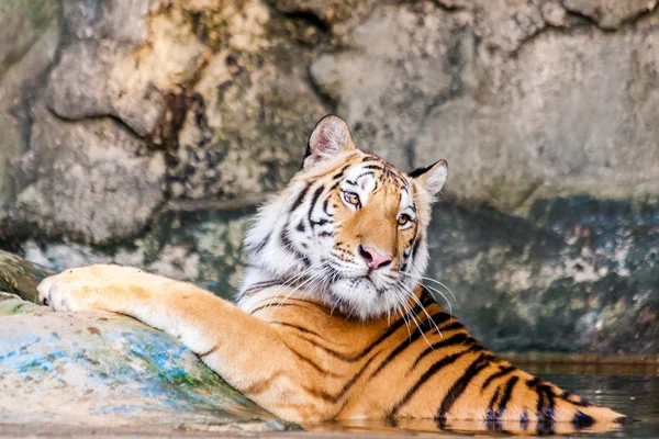 Bengal kaplanı su — Stok fotoğraf