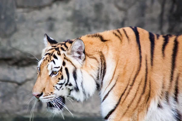 Tigre de Bengala en el agua — Foto de Stock